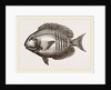 Surgical Chaetodon by Anonymous