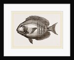 Surgical Chaetodon by Anonymous