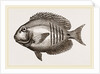 Surgical Chaetodon by Anonymous