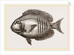 Surgical Chaetodon by Anonymous