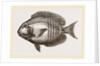 Surgical Chaetodon by Anonymous