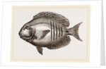 Surgical Chaetodon by Anonymous