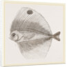 Ocellated Pteraclis by Anonymous