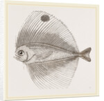 Ocellated Pteraclis by Anonymous