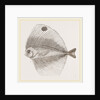 Ocellated Pteraclis by Anonymous