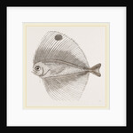 Ocellated Pteraclis by Anonymous