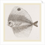 Ocellated Pteraclis by Anonymous