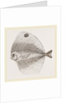 Ocellated Pteraclis by Anonymous