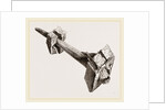 Tusk of Sword-fish driven into timbers a ship by Anonymous