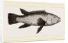 Ballan Wrasse by Anonymous