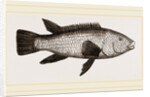 Ballan Wrasse by Anonymous