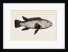 Ballan Wrasse by Anonymous