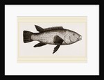 Ballan Wrasse by Anonymous
