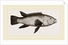 Ballan Wrasse by Anonymous