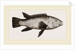 Ballan Wrasse by Anonymous