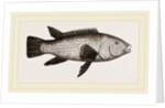 Ballan Wrasse by Anonymous