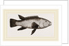 Ballan Wrasse by Anonymous