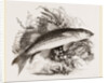 Grey Mullet by Anonymous