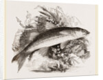 Grey Mullet by Anonymous