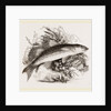 Grey Mullet by Anonymous