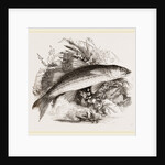 Grey Mullet by Anonymous