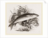 Grey Mullet by Anonymous