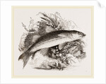 Grey Mullet by Anonymous