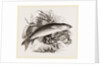 Grey Mullet by Anonymous
