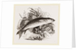 Grey Mullet by Anonymous