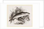 Grey Mullet by Anonymous