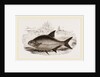 Bream by Anonymous
