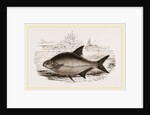 Bream by Anonymous