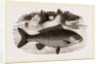 Carp by Anonymous
