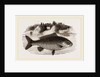 Carp by Anonymous