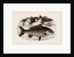Carp by Anonymous