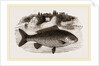 Carp by Anonymous