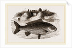 Carp by Anonymous