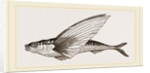 Flying-fish by Anonymous
