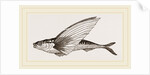 Flying-fish by Anonymous