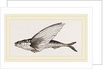 Flying-fish by Anonymous