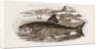 Great Grey Trout by Anonymous