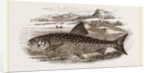 Great Grey Trout by Anonymous
