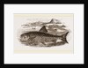 Great Grey Trout by Anonymous