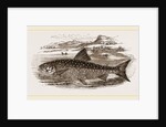 Great Grey Trout by Anonymous