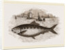 Twaite Shad or Twait Shad is a species of fish in the Clupeidae family by Anonymous