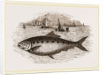 Twaite Shad or Twait Shad is a species of fish in the Clupeidae family by Anonymous