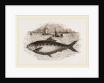 Twaite Shad or Twait Shad is a species of fish in the Clupeidae family by Anonymous