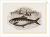 Twaite Shad or Twait Shad is a species of fish in the Clupeidae family by Anonymous