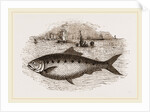 Twaite Shad or Twait Shad is a species of fish in the Clupeidae family by Anonymous