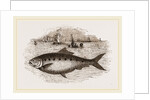 Twaite Shad or Twait Shad is a species of fish in the Clupeidae family by Anonymous